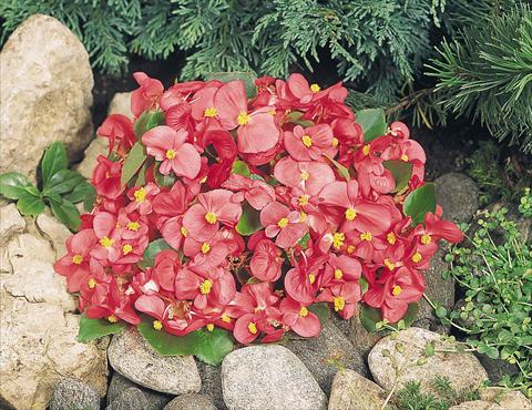 Foto de variedad de flores para ser usadas como: Maceta y planta de temporada Begonia semperflorens Sprint Rose