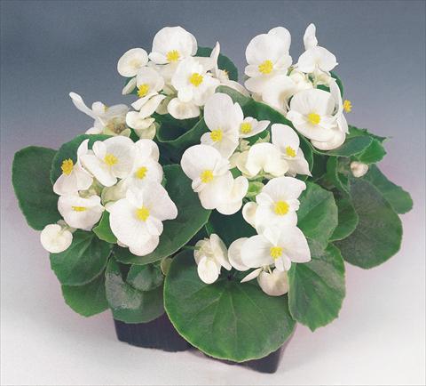 Foto de variedad de flores para ser usadas como: Maceta y planta de temporada Begonia semperflorens Sprint White