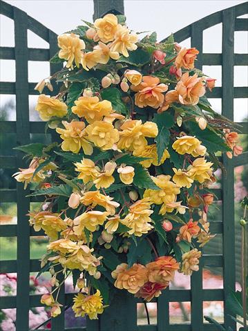Foto de variedad de flores para ser usadas como: Maceta, planta de temporada, patio Begonia tuberhybrida Illumination® Apricot