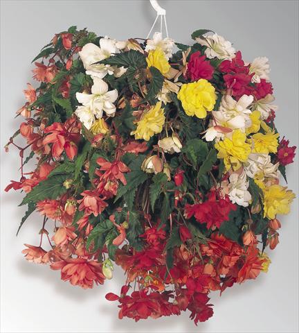 Foto de variedad de flores para ser usadas como: Maceta, planta de temporada, patio Begonia tuberhybrida Illumination® Mix
