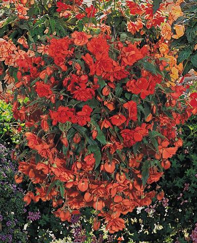 Foto de variedad de flores para ser usadas como: Maceta, planta de temporada, patio Begonia tuberhybrida Illumination® Orange