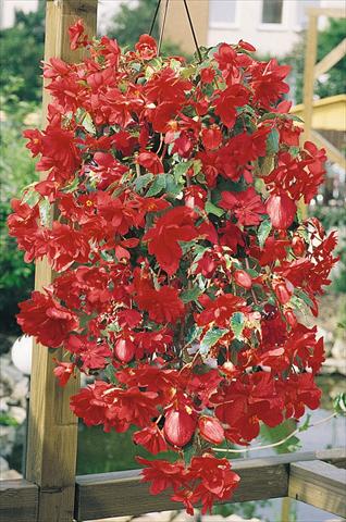 Foto de variedad de flores para ser usadas como: Maceta, planta de temporada, patio Begonia tuberhybrida Illumination® Rose