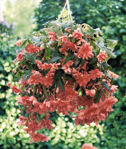 Foto de variedad de flores para ser usadas como: Maceta, planta de temporada, patio Begonia tuberhybrida Illumination® Salmon Pink