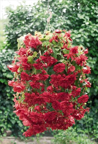 Foto de variedad de flores para ser usadas como: Maceta, planta de temporada, patio Begonia tuberhybrida Illumination® Scarlet
