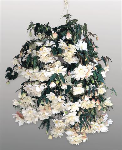Foto de variedad de flores para ser usadas como: Maceta y planta de temporada Begonia tuberhybrida Illumination® White