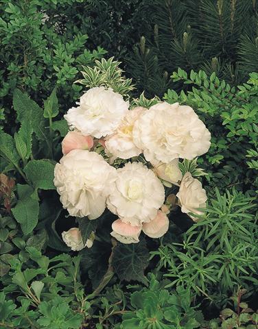Foto de variedad de flores para ser usadas como: Maceta, planta de temporada, patio Begonia tuberhybrida NonStop® Apple Blossom