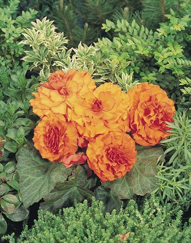Foto de variedad de flores para ser usadas como: Maceta, planta de temporada, patio Begonia tuberhybrida NonStop® Apricot