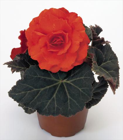Foto de variedad de flores para ser usadas como: Maceta, planta de temporada, patio Begonia tuberhybrida NonStop® Mocca Deep Orange