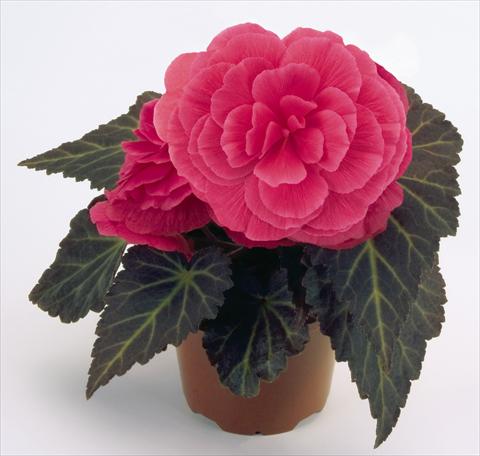 Foto de variedad de flores para ser usadas como: Maceta, planta de temporada, patio Begonia tuberhybrida NonStop® Mocca Pink Shades