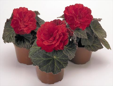 Foto de variedad de flores para ser usadas como: Maceta, planta de temporada, patio Begonia tuberhybrida NonStop® Mocca Scarlet