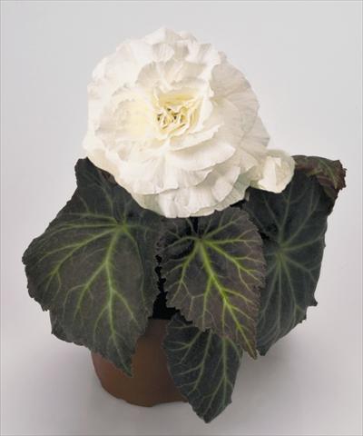 Foto de variedad de flores para ser usadas como: Maceta, planta de temporada, patio Begonia tuberhybrida NonStop® Mocca White