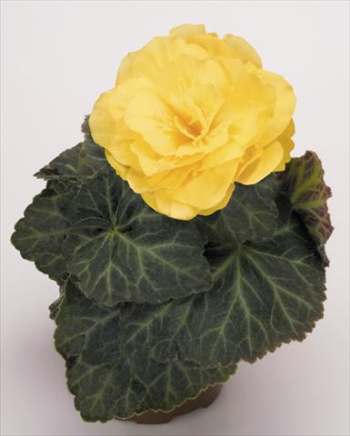 Foto de variedad de flores para ser usadas como: Maceta, planta de temporada, patio Begonia tuberhybrida NonStop® Mocca Yellow