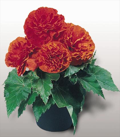 Foto de variedad de flores para ser usadas como: Maceta, planta de temporada, patio Begonia tuberhybrida NonStop® Orange