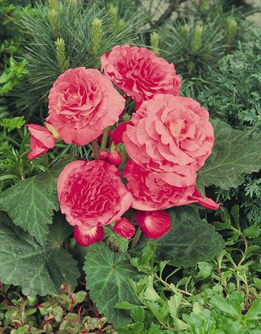 Foto de variedad de flores para ser usadas como: Maceta, planta de temporada, patio Begonia tuberhybrida NonStop® Pink