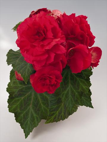 Foto de variedad de flores para ser usadas como: Maceta, planta de temporada, patio Begonia tuberhybrida NonStop® Red