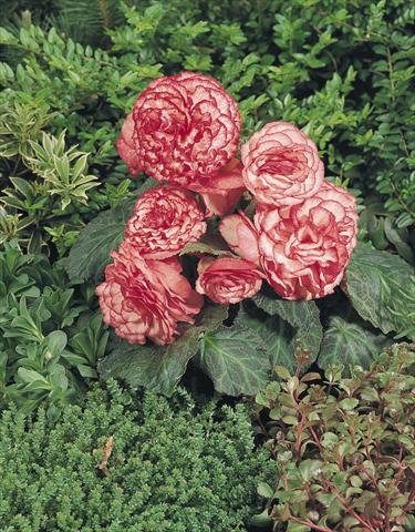 Foto de variedad de flores para ser usadas como: Maceta, planta de temporada, patio Begonia tuberhybrida NonStop® Rose Petticoat