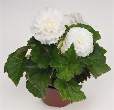 Foto de variedad de flores para ser usadas como: Maceta, planta de temporada, patio Begonia tuberhybrida NonStop® White