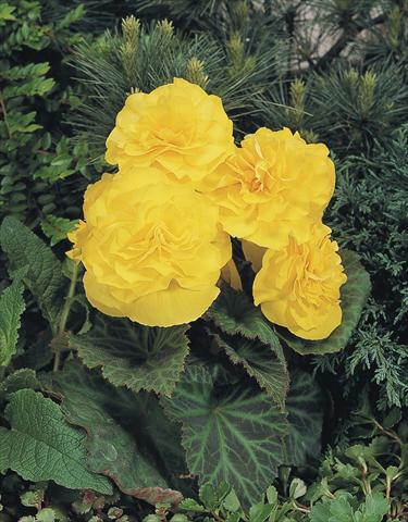 Foto de variedad de flores para ser usadas como: Maceta, planta de temporada, patio Begonia tuberhybrida NonStop® Yellow