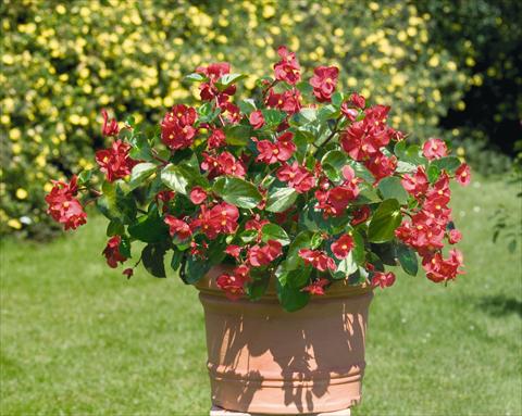 Foto de variedad de flores para ser usadas como: Maceta y planta de temporada Begonia x benariensis BIG Red with Green Leaf