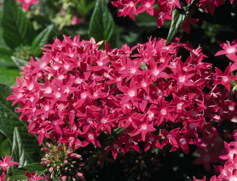 Foto de variedad de flores para ser usadas como: Maceta y planta de temporada Pentas lanceolata Kaleidoscope Deep Rose