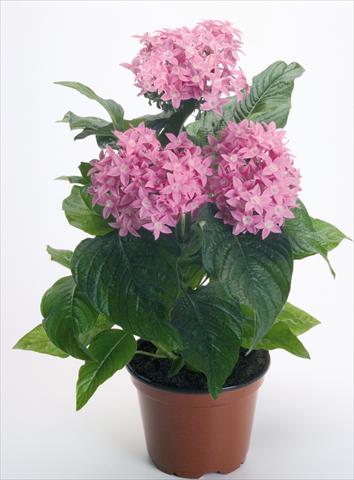 Foto de variedad de flores para ser usadas como: Maceta y planta de temporada Pentas lanceolata Kaleidoscope Pink