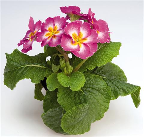 Foto de variedad de flores para ser usadas como: Maceta y planta de temporada Primula elatior Piano Rose Bicolor