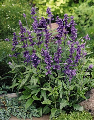 Foto de variedad de flores para ser usadas como: Maceta y planta de temporada Salvia farinacea Evolution® Violet