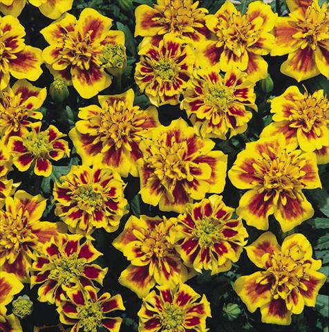 Foto de variedad de flores para ser usadas como: Planta de temporada / borde del macizo Tagetes patula Hero™ Bee