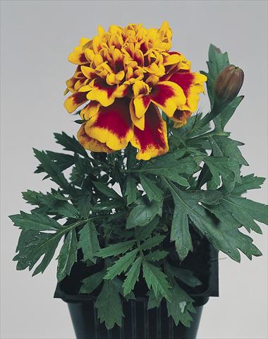 Foto de variedad de flores para ser usadas como: Planta de temporada / borde del macizo Tagetes patula Hero™ Flame