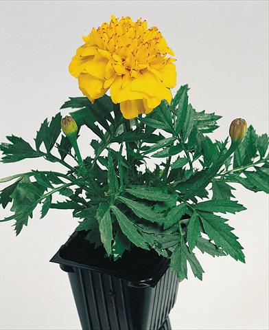 Foto de variedad de flores para ser usadas como: Planta de temporada / borde del macizo Tagetes patula Hero™ Gold