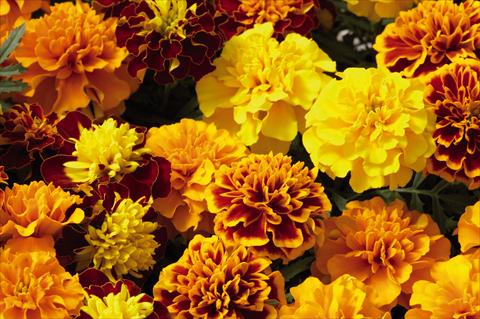 Foto de variedad de flores para ser usadas como: Planta de temporada / borde del macizo Tagetes patula Hero™ Mix