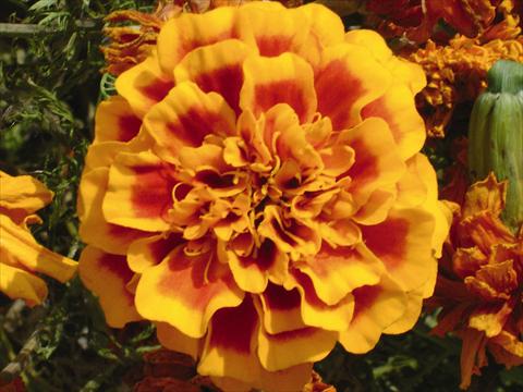 Foto de variedad de flores para ser usadas como: Planta de temporada / borde del macizo Tagetes patula Hero™ Orange Bee