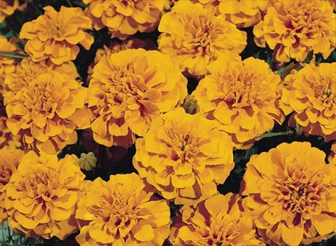 Foto de variedad de flores para ser usadas como: Planta de temporada / borde del macizo Tagetes patula Hero™ Orange