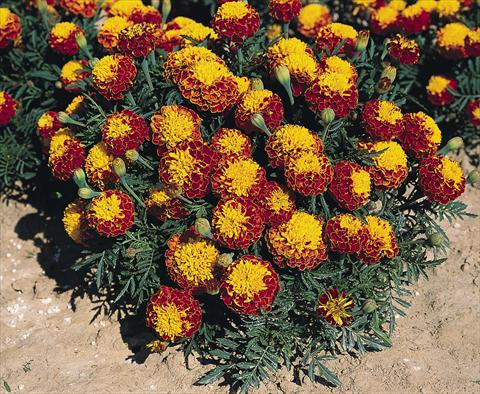 Foto de variedad de flores para ser usadas como: Planta de temporada / borde del macizo Tagetes patula Hero™ Spry