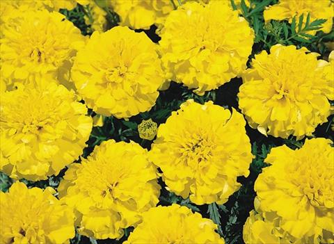 Foto de variedad de flores para ser usadas como: Planta de temporada / borde del macizo Tagetes patula Hero™ Yellow