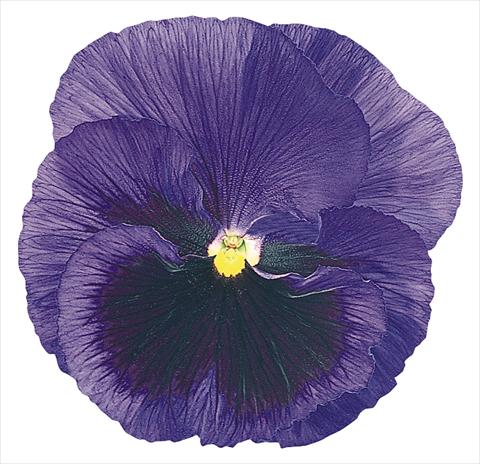Foto de variedad de flores para ser usadas como: Maceta y planta de temporada Viola wittrockiana Inspire® Blue with Blotch