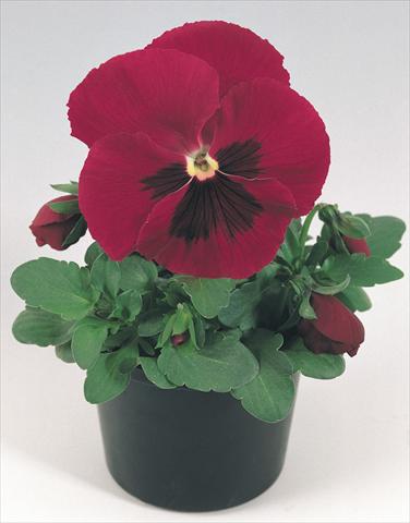 Foto de variedad de flores para ser usadas como: Maceta y planta de temporada Viola wittrockiana Inspire® Carmine with Blotch