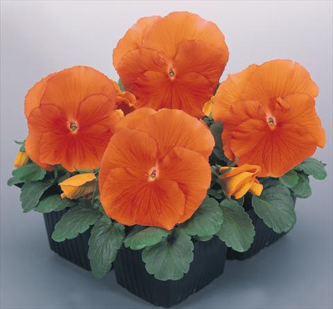 Foto de variedad de flores para ser usadas como: Maceta y planta de temporada Viola wittrockiana Inspire® Deep Orange