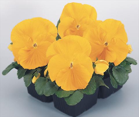 Foto de variedad de flores para ser usadas como: Maceta y planta de temporada Viola wittrockiana Inspire® Golden Yellow