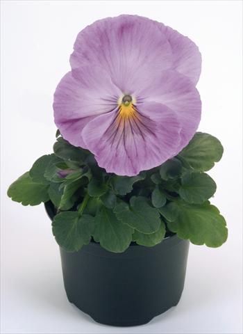 Foto de variedad de flores para ser usadas como: Maceta y planta de temporada Viola wittrockiana Inspire® Lavender Pink