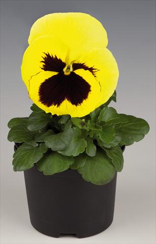 Foto de variedad de flores para ser usadas como: Maceta y planta de temporada Viola wittrockiana Inspire® Lemon with Blotch