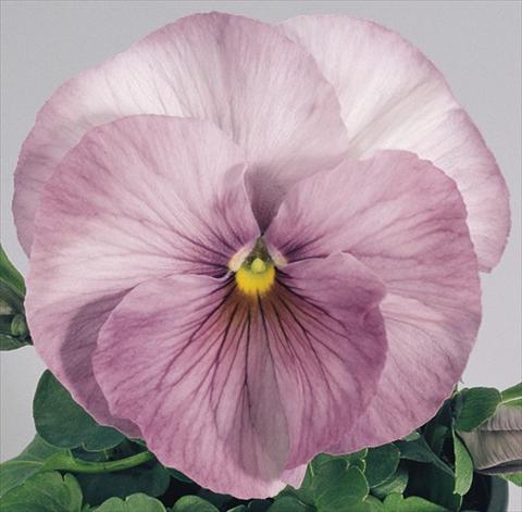 Foto de variedad de flores para ser usadas como: Maceta y planta de temporada Viola wittrockiana Inspire® Lilac Shades