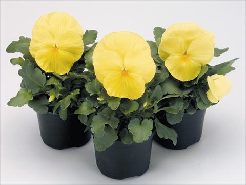 Foto de variedad de flores para ser usadas como: Maceta y planta de temporada Viola wittrockiana Inspire® Primerose