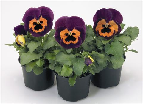 Foto de variedad de flores para ser usadas como: Maceta y planta de temporada Viola wittrockiana Inspire® Purple and Orange