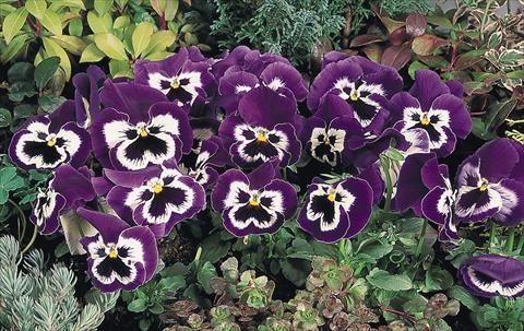 Foto de variedad de flores para ser usadas como: Maceta y planta de temporada Viola wittrockiana Inspire® Purple and White