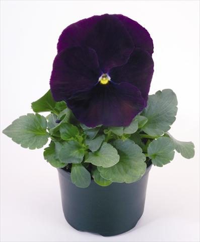 Foto de variedad de flores para ser usadas como: Maceta y planta de temporada Viola wittrockiana Inspire® Purple