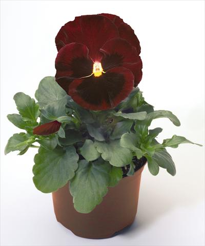 Foto de variedad de flores para ser usadas como: Maceta y planta de temporada Viola wittrockiana Inspire® Red with Blotch