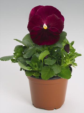 Foto de variedad de flores para ser usadas como: Maceta y planta de temporada Viola wittrockiana Inspire® Rose