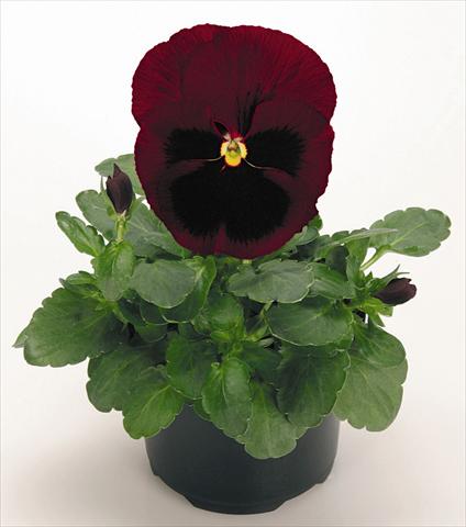 Foto de variedad de flores para ser usadas como: Maceta y planta de temporada Viola wittrockiana Inspire® Ruby