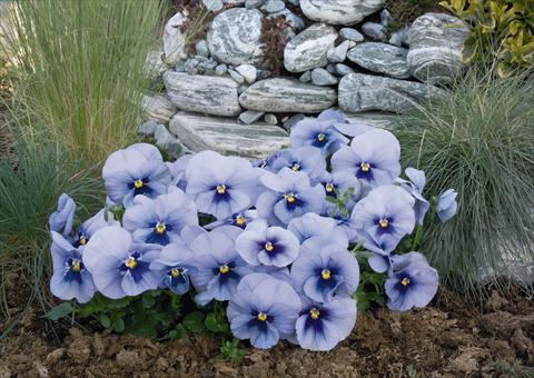 Foto de variedad de flores para ser usadas como: Maceta y planta de temporada Viola wittrockiana Inspire® Silver Blue with Blotch